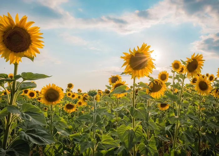 Relais Et Chateaux La Bonne Etape 4*